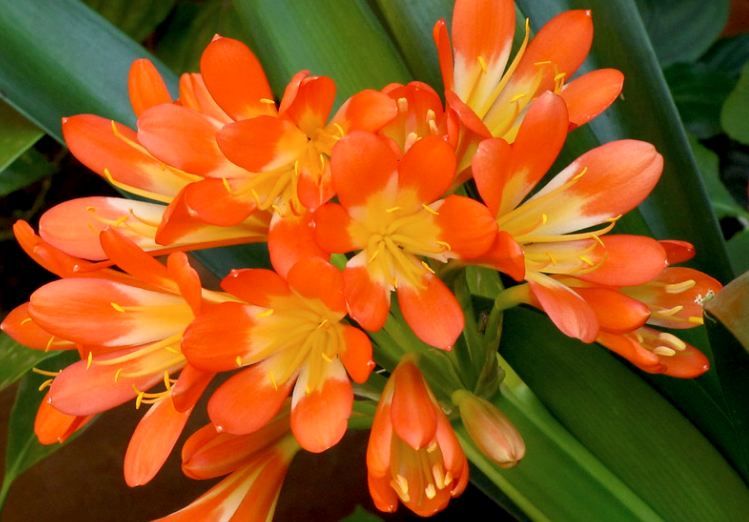 Цветок кливия киноварная. Лилия кливия. Кливия цветок каких цветов. Кливия цветок каких цветов. Кливия киноварная.