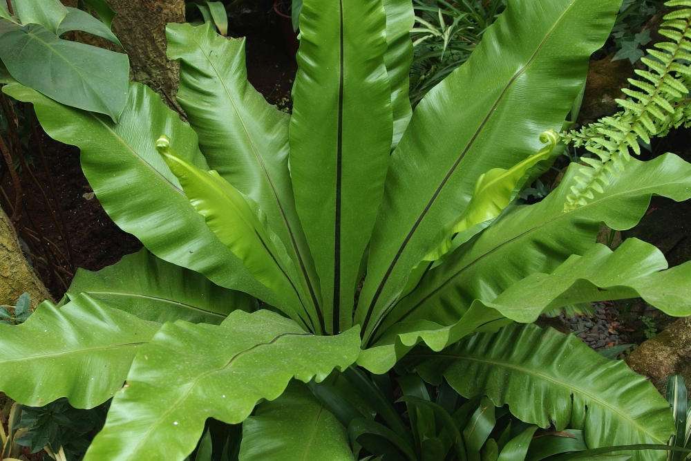 Асплениум растение фото