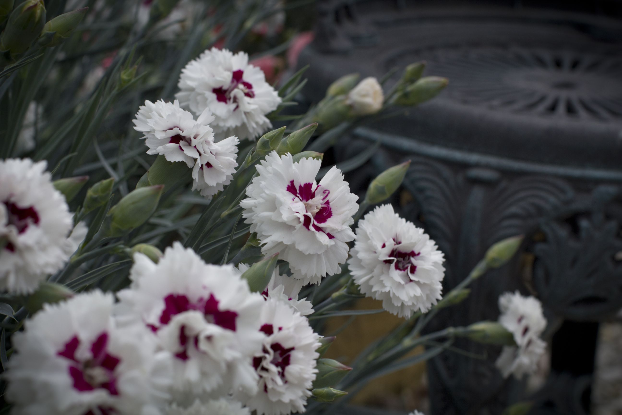 Индийская гвоздика Dianthus