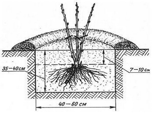 Схема посадки смородины