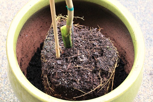 DIY How to Plant a Meyer Lemon Tree in a Container