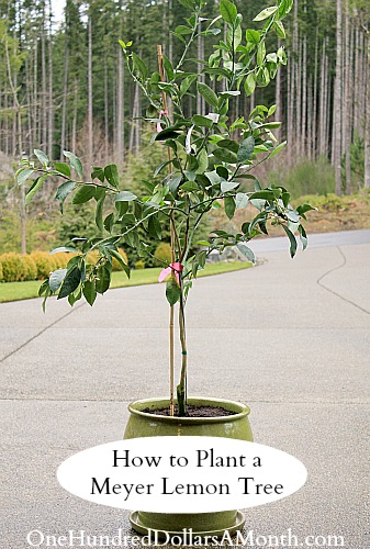 How to Plant a Meyer Lemon Tree Container