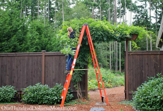 wisteria-growing-arbor
