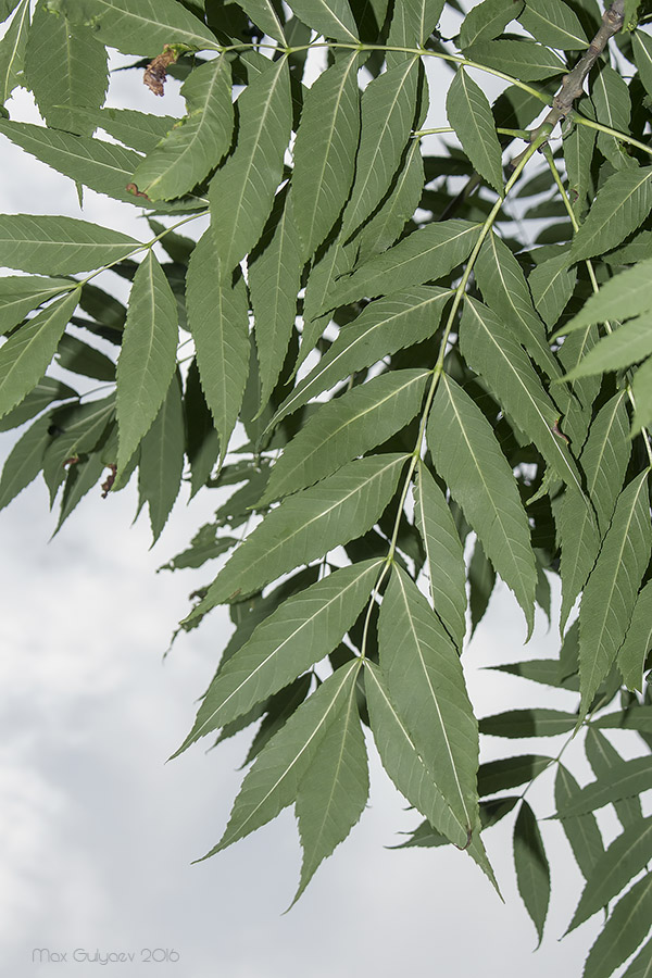 Листья ясеня. Fraxinus Excelsior лист. Ясень высокий (Fraxinus Excelsior) pendula. Ясень обыкновенный лист. Плантариум ясень обыкновенный.