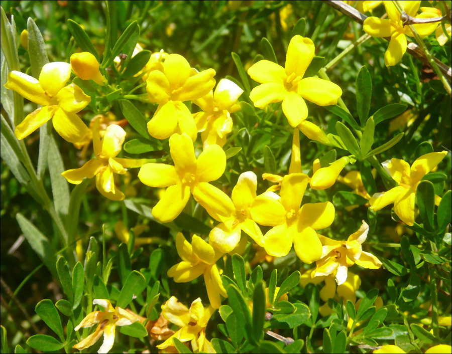 Желтый жасмин фото и описание