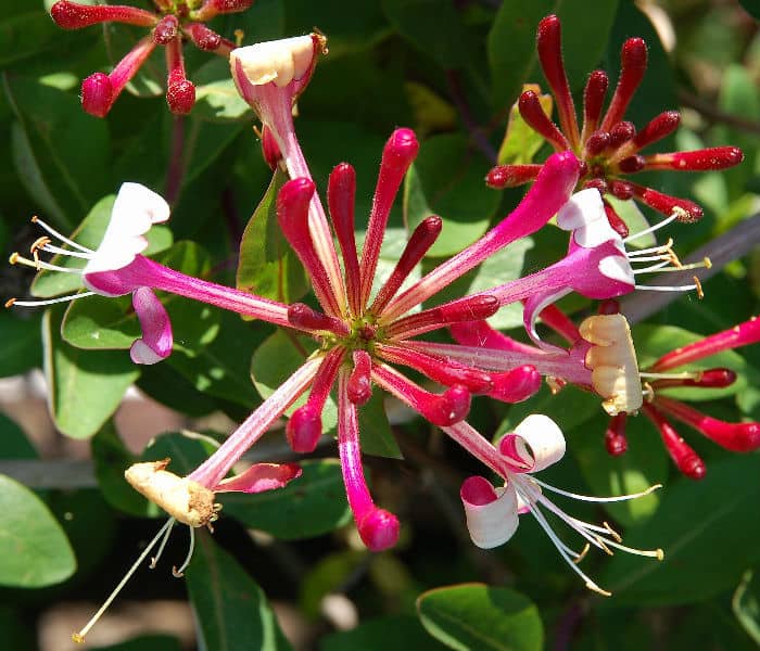 Lonicera periclymenum should be pruned by one third after flowering