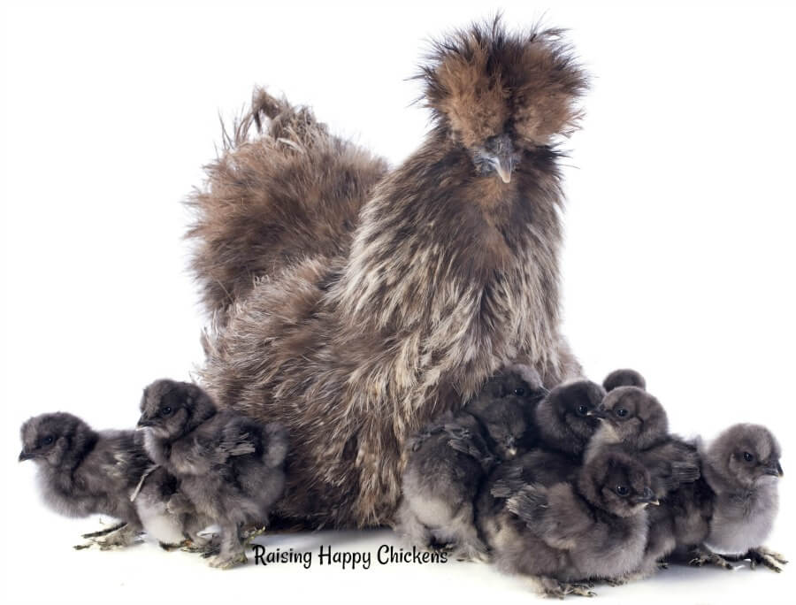 A mother Silkie with her brood of chicks.