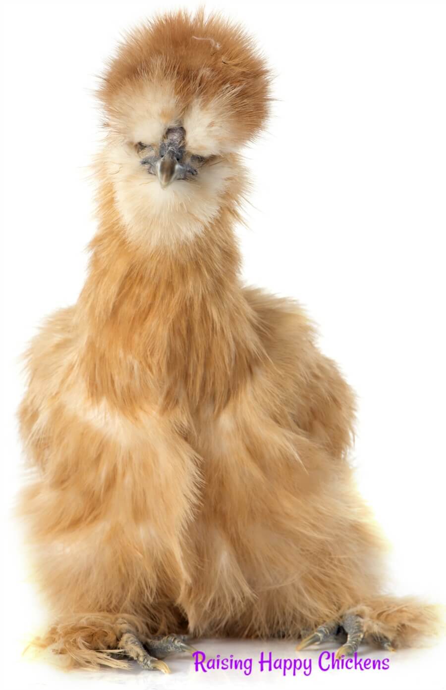 A beautiful light brown Silkie.