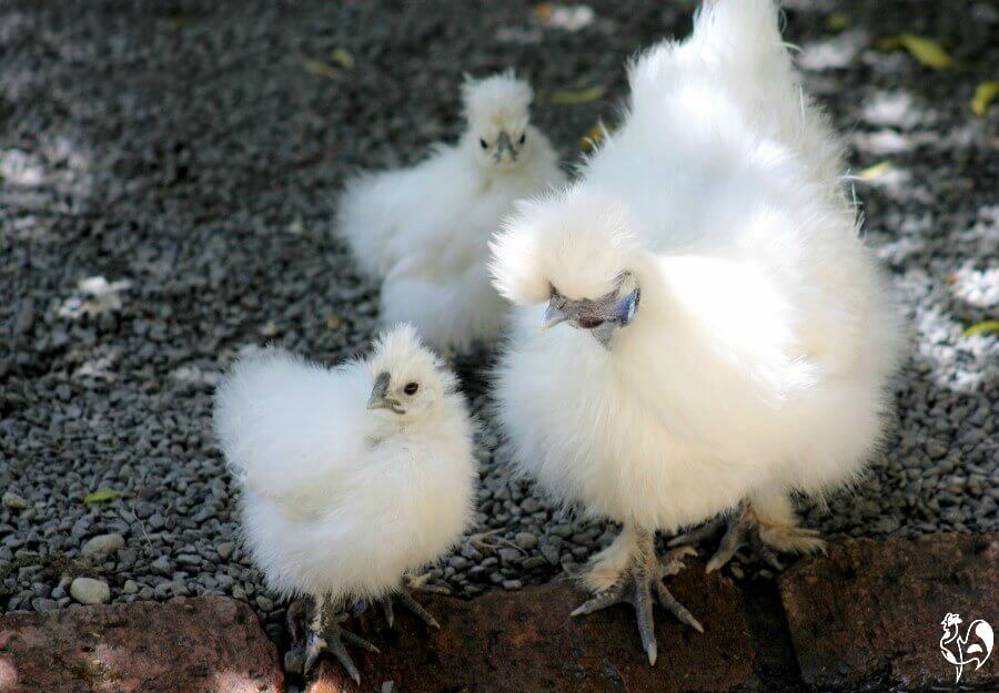 A white Silkie hen with her two chicks.