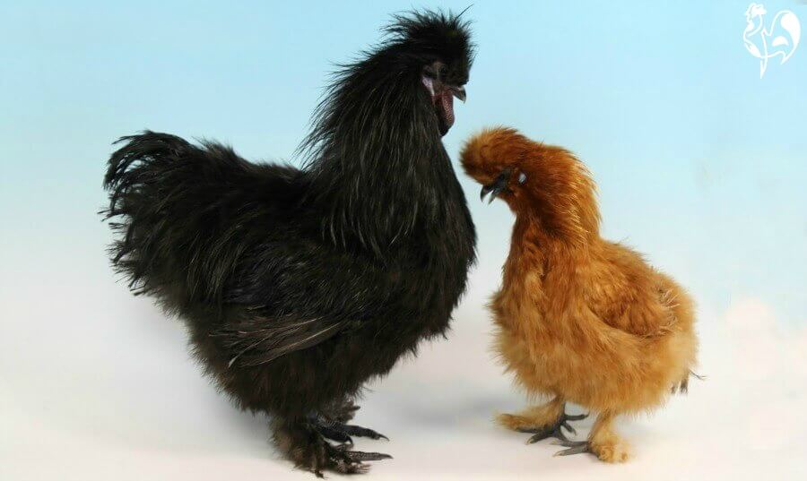 Two prize-winning Silkies at the UK