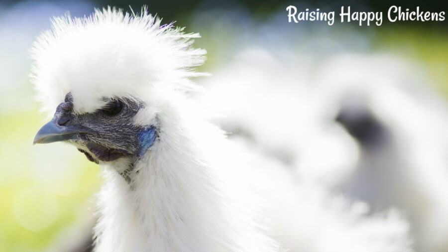 A Silkie chicken with a black face, grey-blue beak and bright, turquoise earlobes.