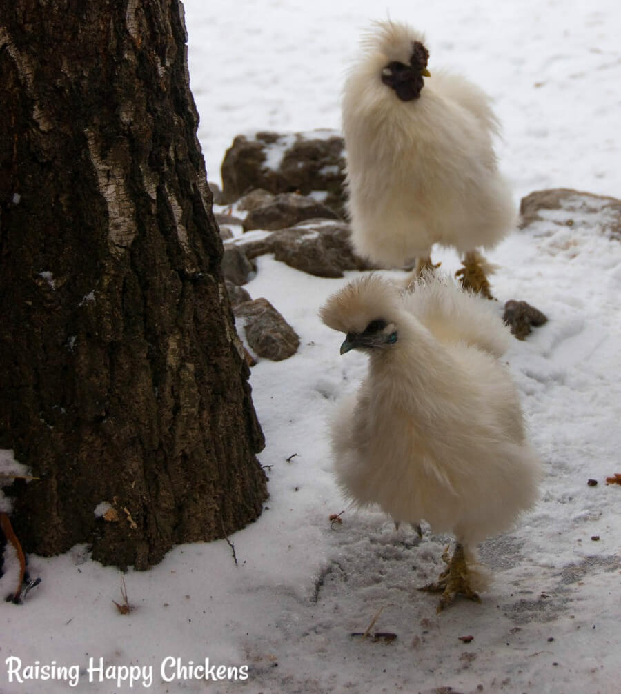 Silkie chickens with a mulberry comb.