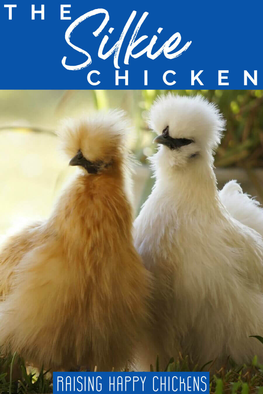 Silkie chickens: cuddly, kind, non-aggressive roos, good broodies - but are they the right chicken breed for your family? Find out, here!
