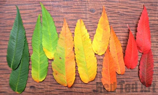 How to dry leaves - look at 6 methods for preserving leaves this Fall/ Autumn. 