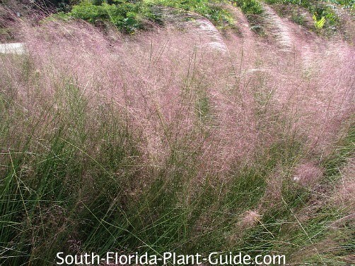 pink plumes of muhly grass