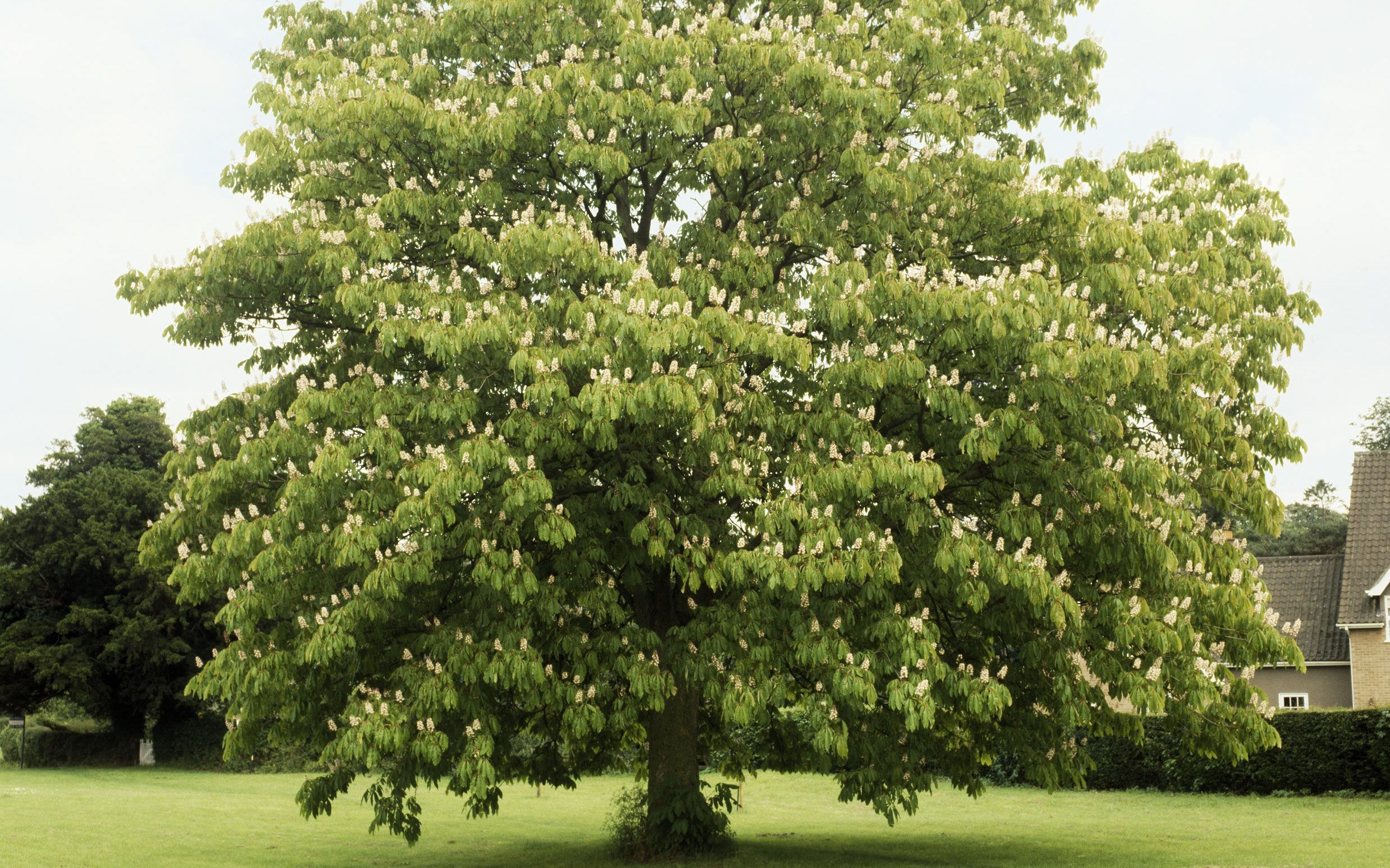 Красный каштан дерево фото