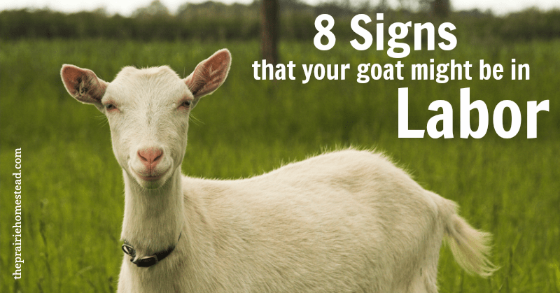 goat labor signs