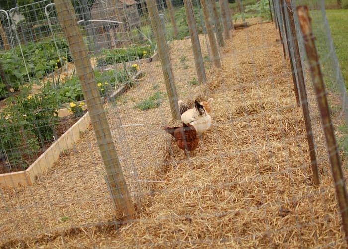 How to Build a Chicken Run