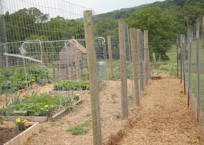 How to Build a Chicken Run