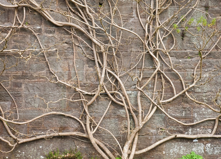 bare wisteria tree against a brick wall