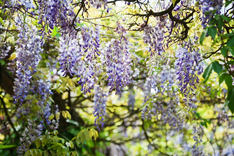 purple blooms of chinese wisteria against a green leafy background