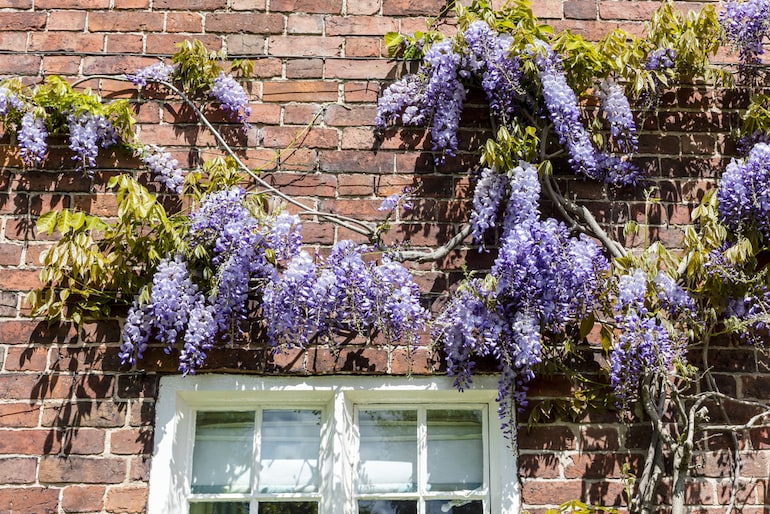 purple wisteria against a red brick and above a white window
