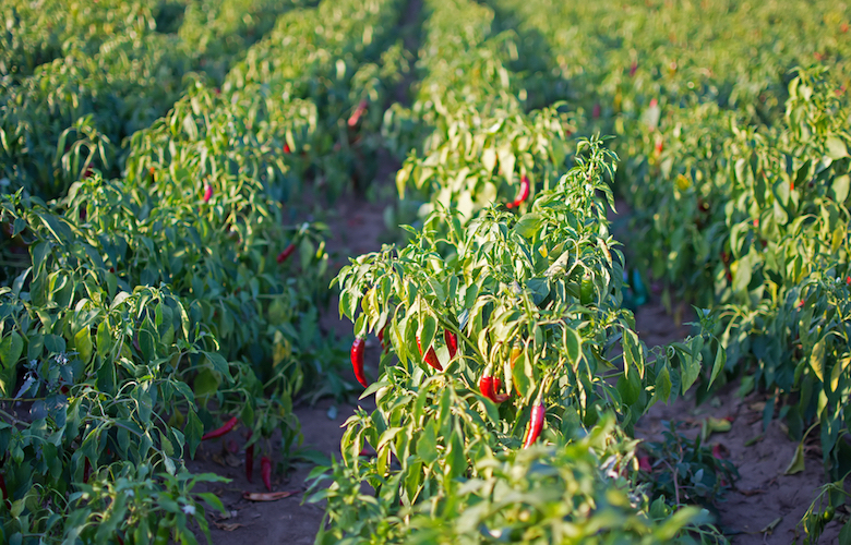 how to grow chilli peppers - growing on chilli plants