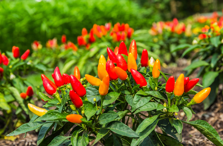 how to grow chilli peppers - yellow and red chillies