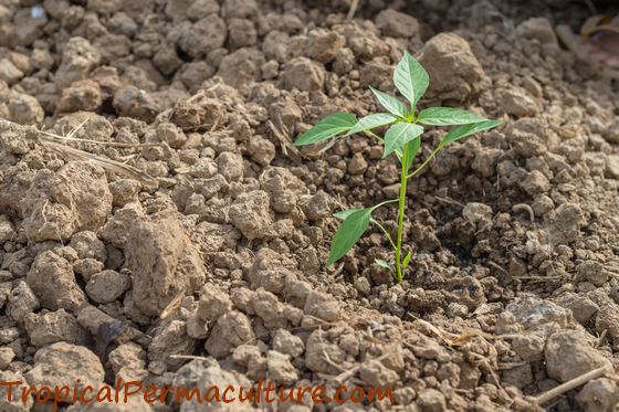 Young chilli plant growing in the ground.