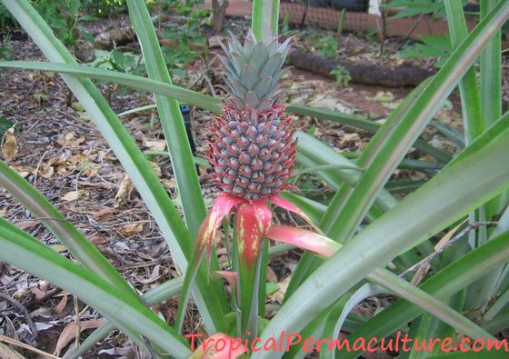 Fruiting pineapple plant
