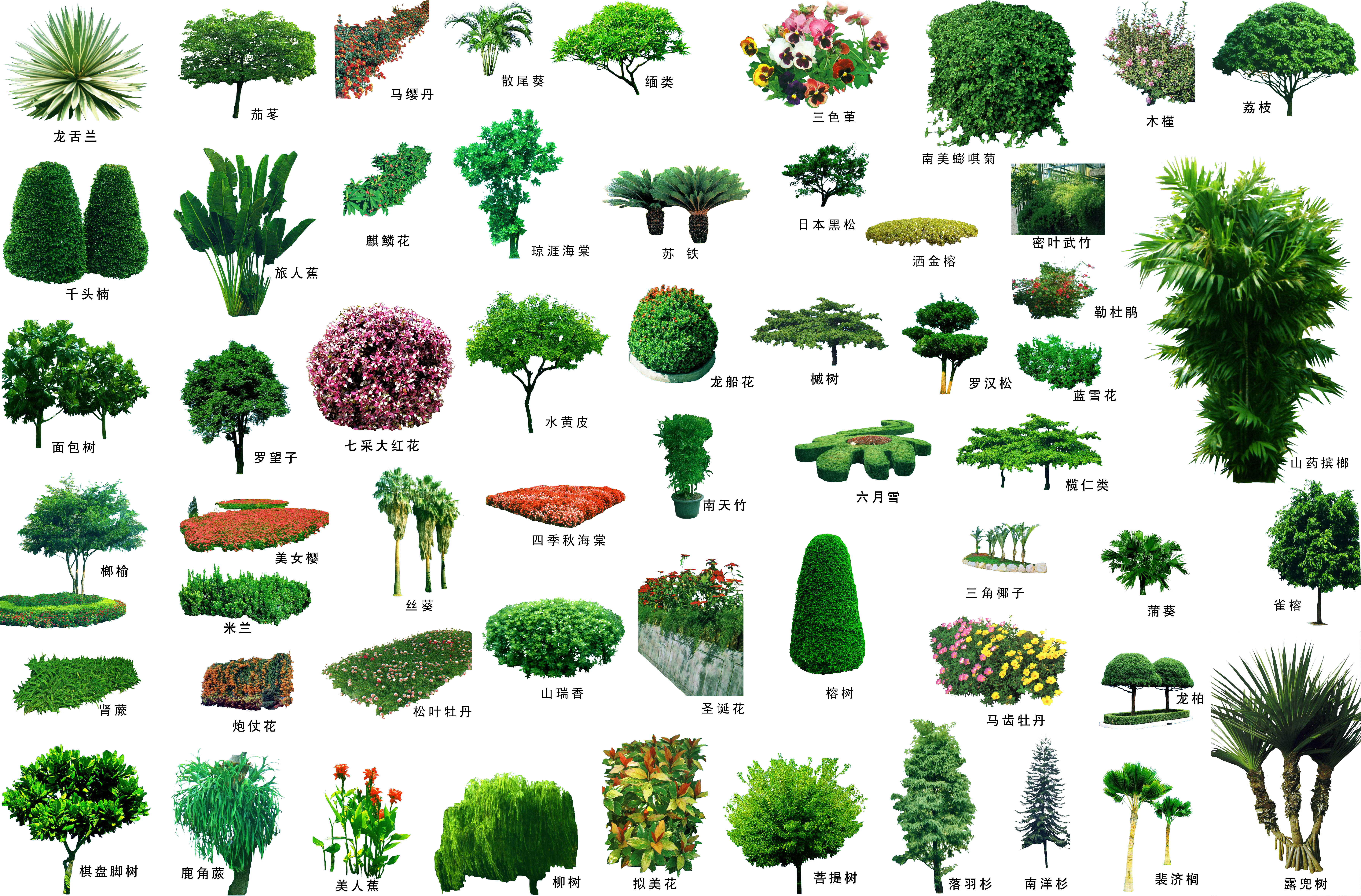 5 лиственных растений. Деревья и кустарники. Деревья и кусты в плане. Деревья для ландшафтного дизайна. Декоративные лиственные деревья для сада.