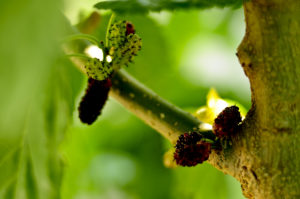 axils of a mulberry tree bearing fruit