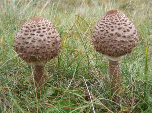 Молодые грибы-зонтики